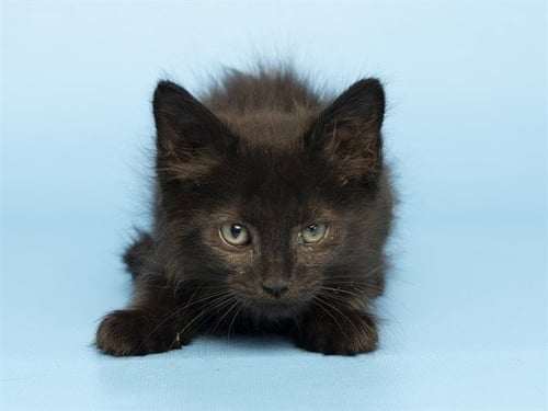 GAIL - Domestic Short Hair for adoption in Phoenix