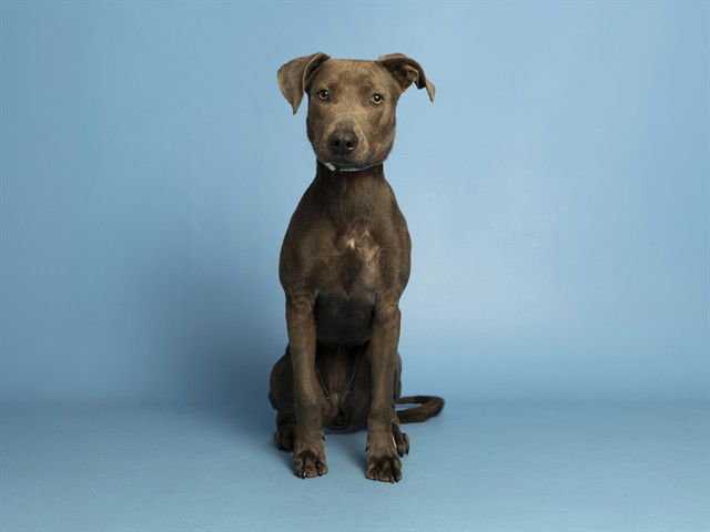 SHIRLEY - Blue Lacy available for adoption
