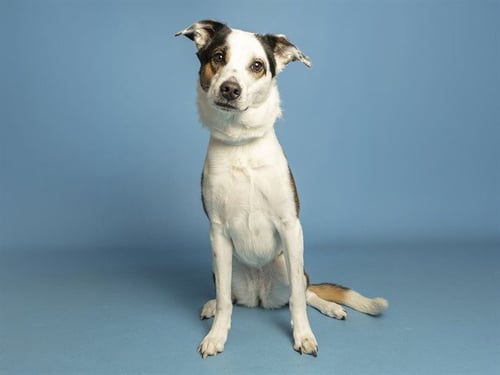 BOO - Australian Shepherd available for adoption