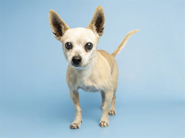 TITO - Chihuahua available for adoption