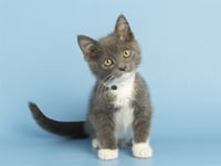 JUNIOR - Photo 1
