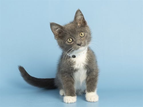JUNIOR - Domestic Short Hair available for adoption