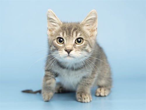 LACEEY - Domestic Short Hair for adoption in Phoenix