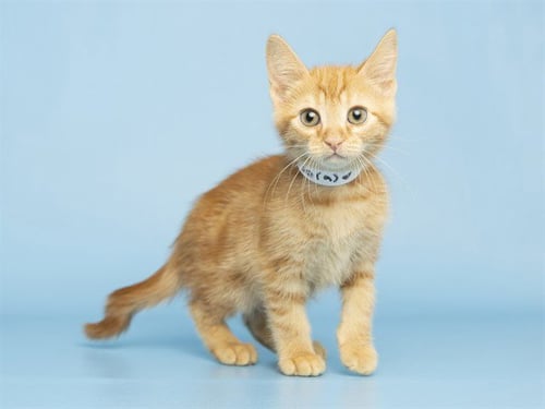 PO - Domestic Short Hair available for adoption