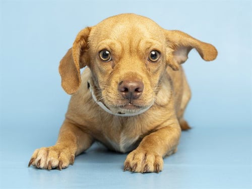 JR - English Bulldog / American Pit Bull Terrier available for adoption