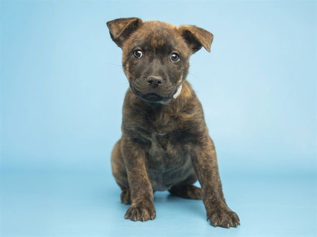 PLUM - Chinese Shar-Pei available for adoption