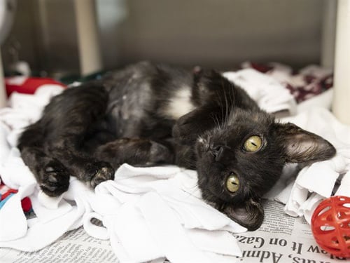 SHAKIRA - Domestic Short Hair for adoption in Phoenix