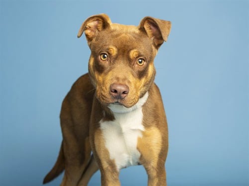 STUNNA - American Pit Bull Terrier available for adoption