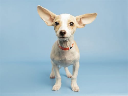 DUMBO - Chihuahua available for adoption