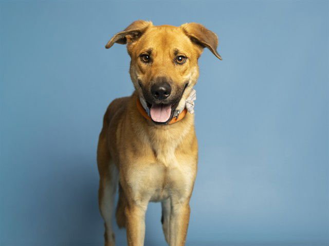 SCOOBY - Black Mouth Cur available for adoption