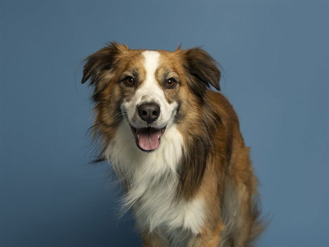CHUCK - Australian Shepherd available for adoption