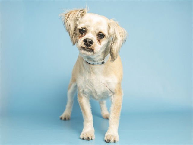 DAISY MAE - Shih Tzu available for adoption