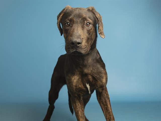 SERENA - American Pit Bull Terrier available for adoption