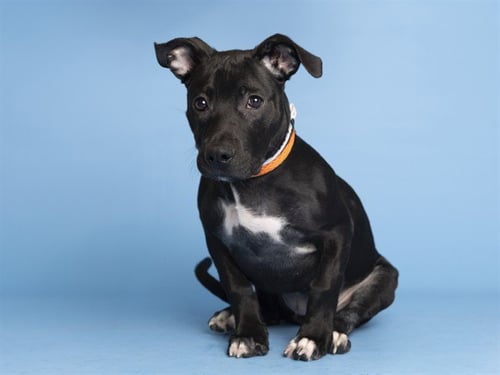 LAYLA - American Pit Bull Terrier available for adoption