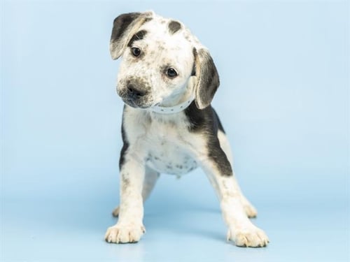 MARCIE - Australian Cattle Dog/Blue Heeler available for adoption