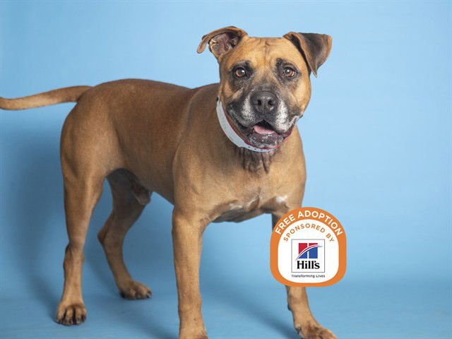 GOLIATH - Boxer available for adoption