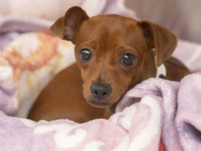 SPROUT - Chihuahua available for adoption