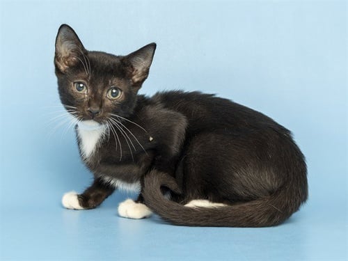 MAC - Domestic Short Hair for adoption in Phoenix