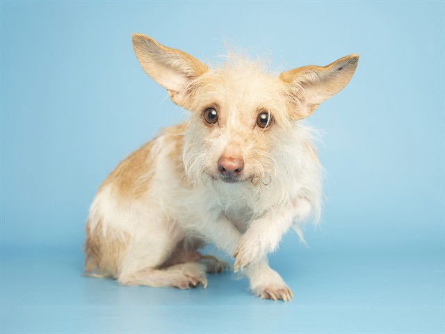 TOAST - Cairn Terrier available for adoption