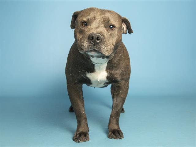 ATHENA - Staffordshire Bull Terrier available for adoption