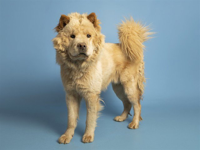 ASLAN Image