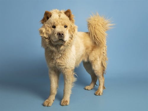 ASLAN - Chow Chow available for adoption