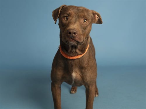 HERSHEY - Chihuahua available for adoption