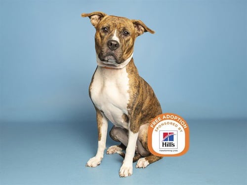PRINCESS - American Pit Bull Terrier available for adoption