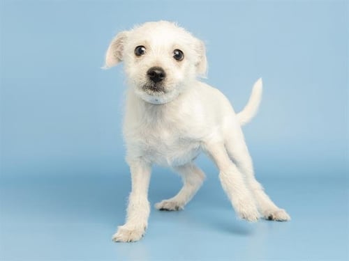 HARVARD - Chihuahua available for adoption