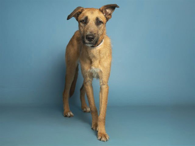 ELLIOT - Belgian Shepherd Malinois / Poodle (Standard) available for adoption