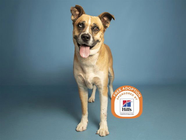 GOOSE - American Pit Bull Terrier available for adoption