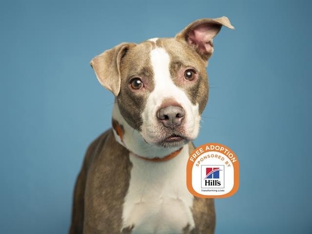 PENNY - American Pit Bull Terrier available for adoption