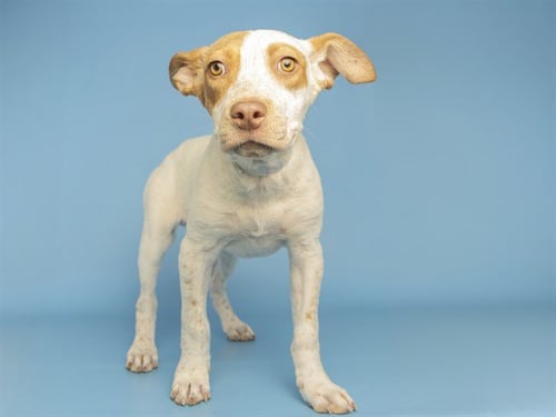 LYRA - Australian Cattle Dog/Blue Heeler available for adoption