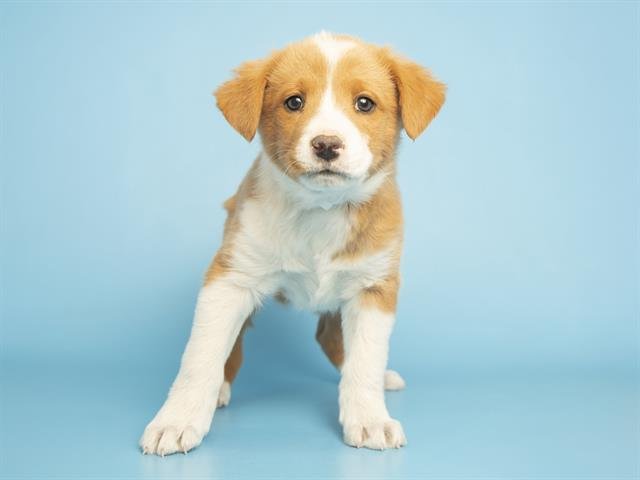 RUFUS - Australian Cattle Dog/Blue Heeler available for adoption