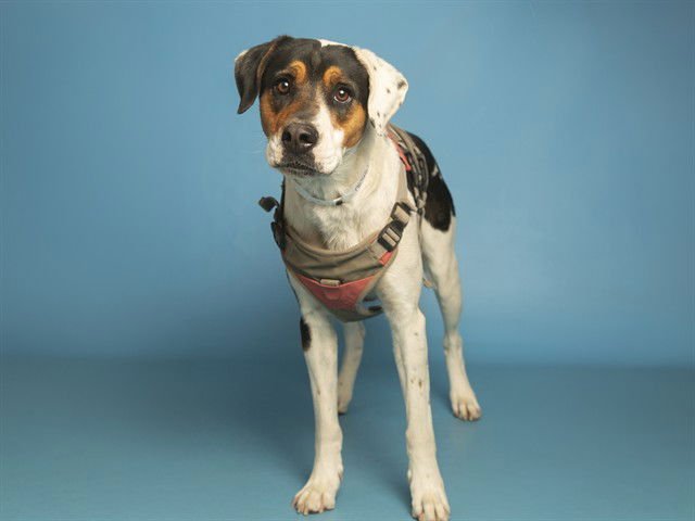 FENRIR - Australian Shepherd available for adoption