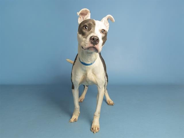 TINI - American Pit Bull Terrier available for adoption