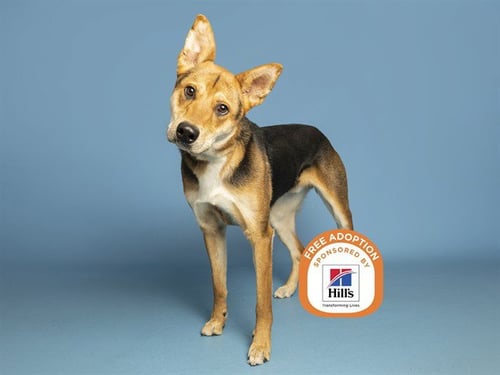 AUTZEN - German Shepherd Dog available for adoption