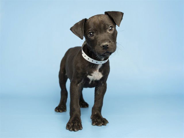 LARRY FITZGERALD - American Pit Bull Terrier available for adoption