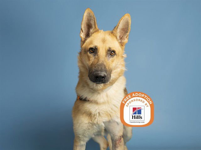 RANGER - German Shepherd Dog available for adoption