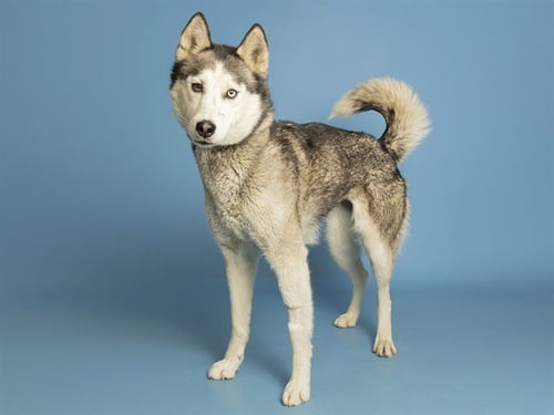 ZOEY - Husky available for adoption