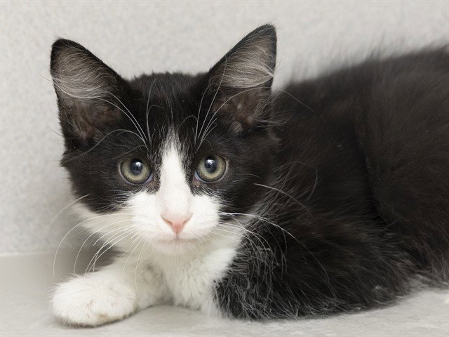 FIGARO Image