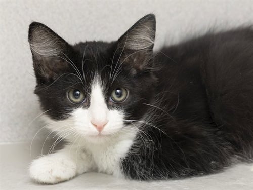 FIGARO - Domestic Short Hair available for adoption