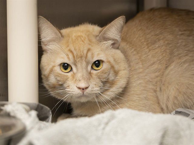 ROCKY - Domestic Short Hair available for adoption