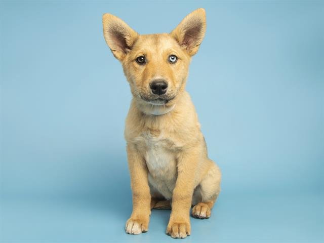TRAVIS KELCE - German Shepherd Dog available for adoption