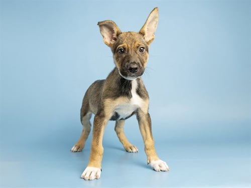 A858664 - German Shepherd Dog available for adoption