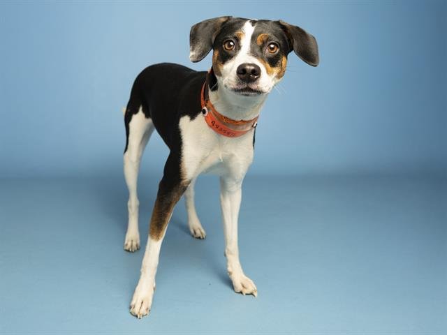 CINNAMON - Beagle / American Pit Bull Terrier available for adoption