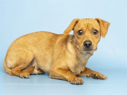 PELIROJO - Chihuahua / Dachshund available for adoption
