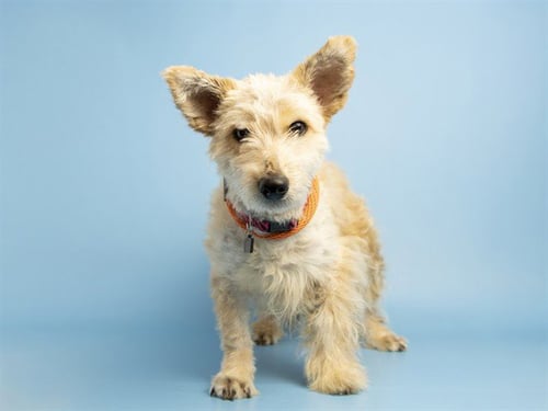 FABLE - Cairn Terrier available for adoption