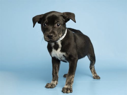 KAIA - Australian Cattle Dog/Blue Heeler available for adoption