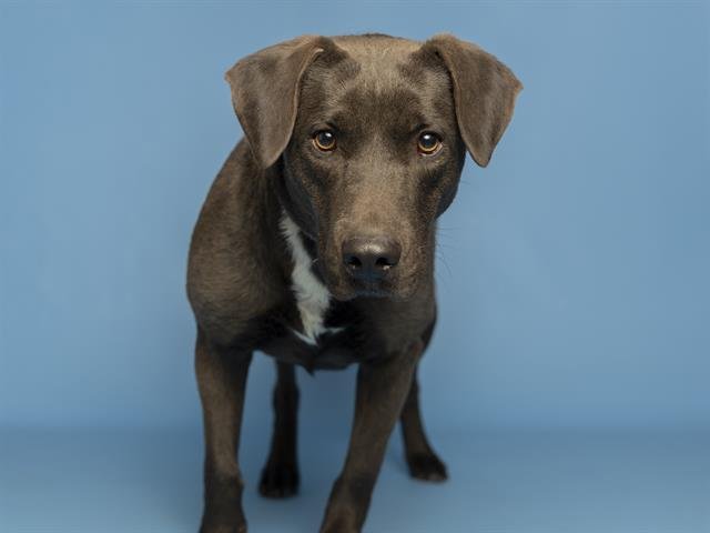 SADIE - Blue Lacy available for adoption